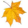 🍁